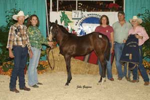 2007 High Selling Filly