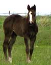2008 Pretty Cachet foal