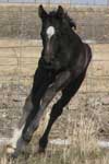 six day old  2008 Profit foal out of Royal daughter