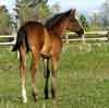2008 Silky foal