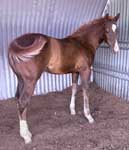 Vaqueros Rocket