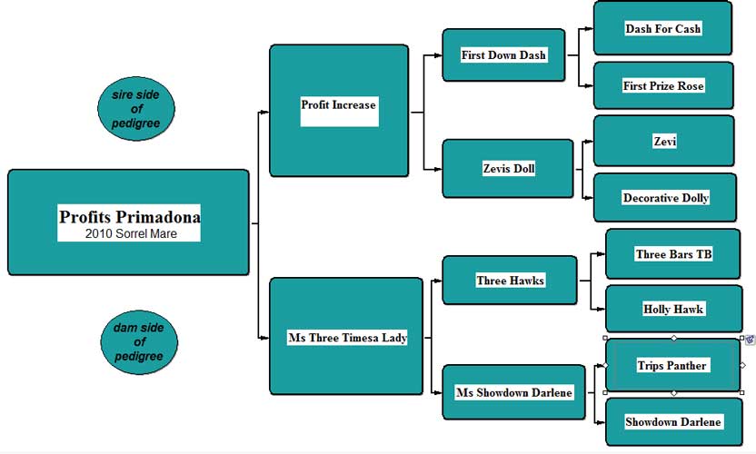 Profits Primadona Pedigree
