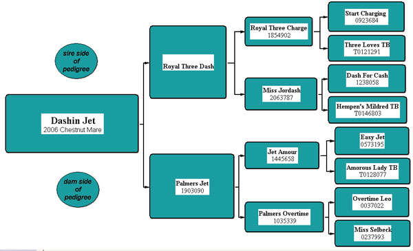 Dashin Jet Pedigree
