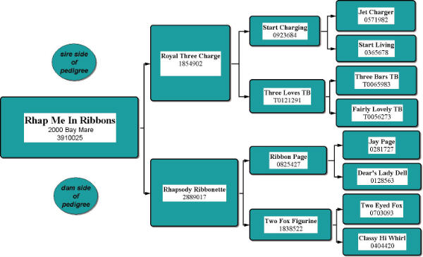 Rhap Me In Ribbons Pedigree